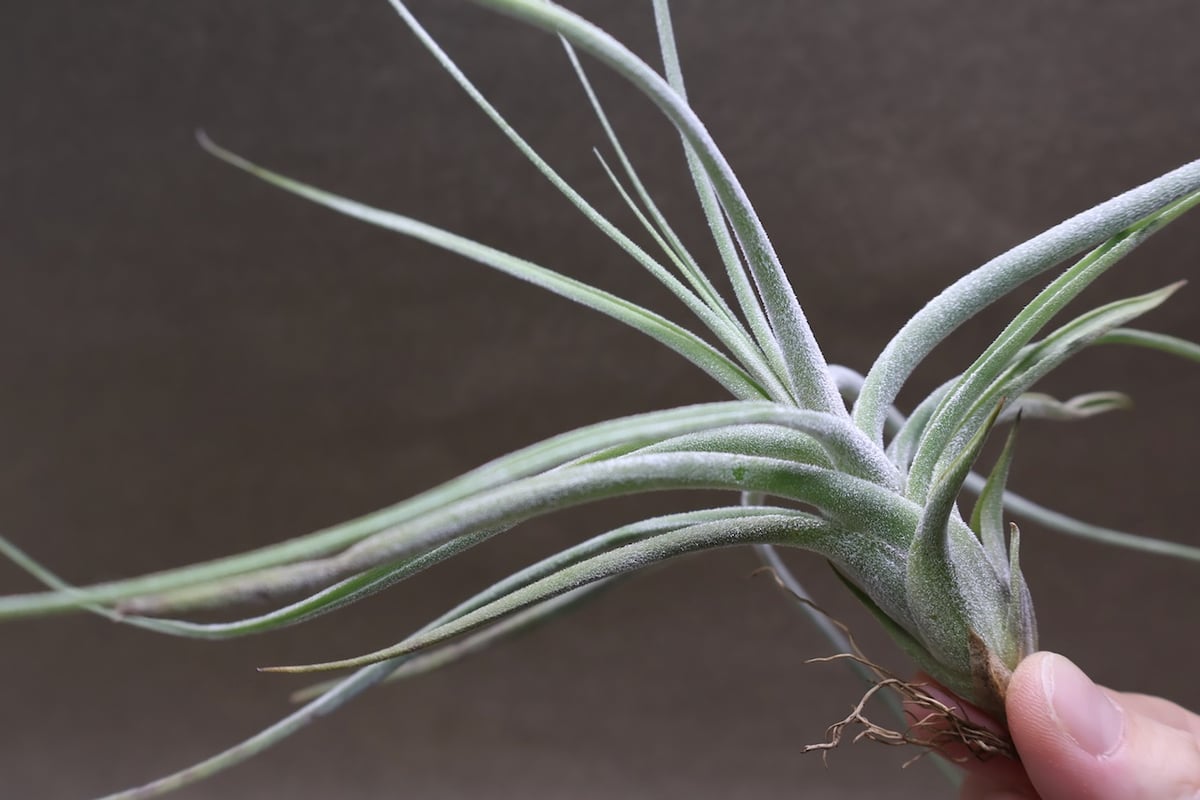 シーディアナ × エーレルシアナ 04号 | air-plants TENGU-DO