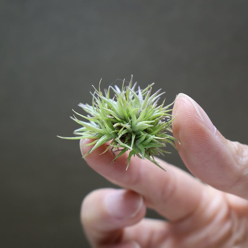 ◆ 超メルカリ市限定　アエラントス　テディベア　特大全球タイプ　132 アエラントス テディベア 82号 | air-plants TENGU-DO