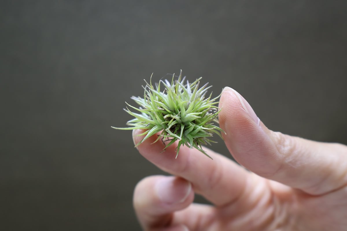 アエラントス テディベア 82号 | air-plants TENGU-DO