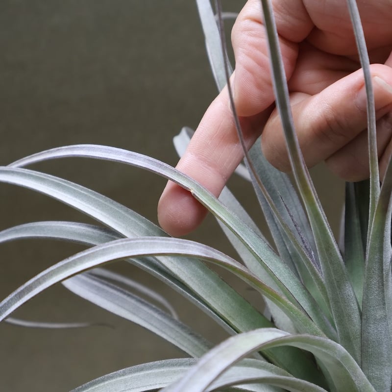 サカパネンシス 18号 | air-plants TENGU-DO