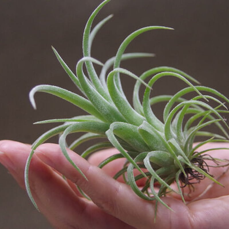 イオナンタ ×ストレプトフィラ チランジア tillandsia チランジア イオナンタ ストリクタ Tillandsia ionantha var
