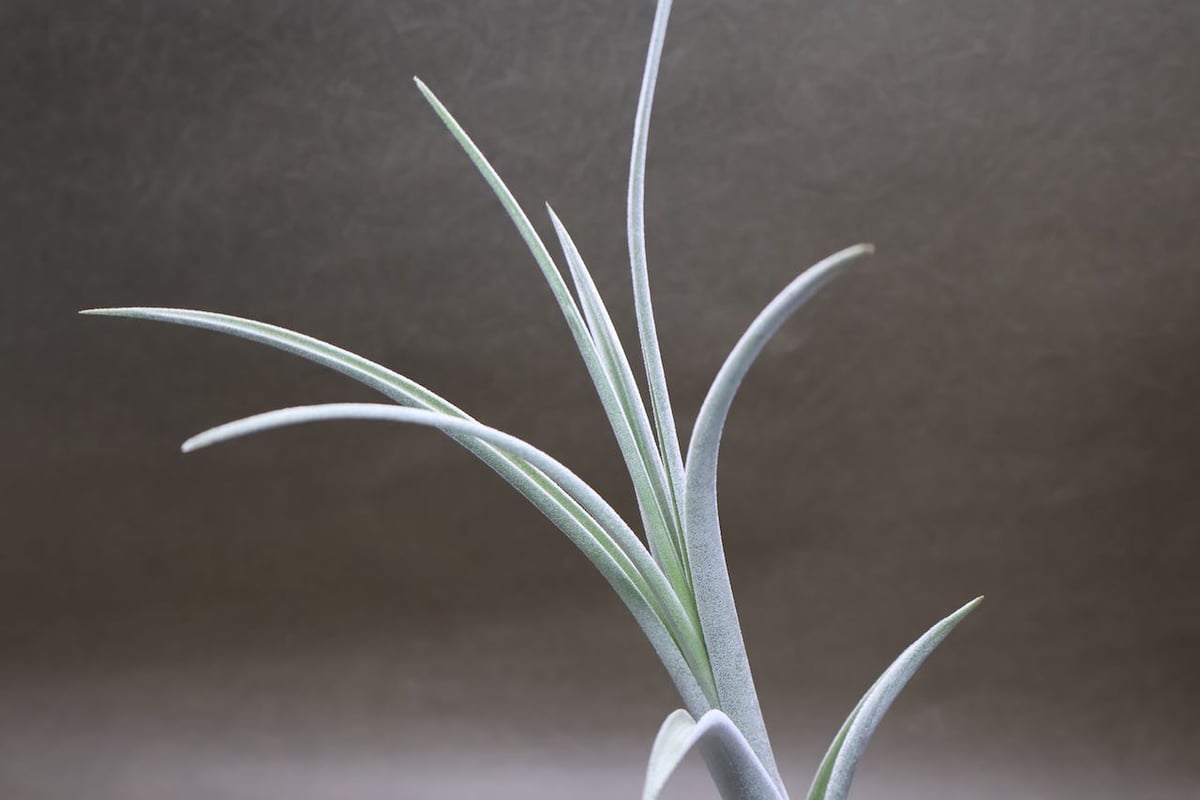 エアプランツ チランジア 特大株 エクセルタ 【公式通販】