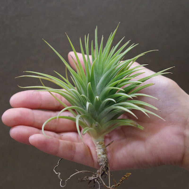 イオナンタ ファットボーイ Sサイズ20号 | air-plants TENGU-DO
