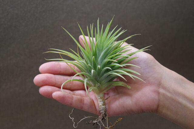 イオナンタ ファットボーイ Sサイズ20号 | air-plants TENGU-DO