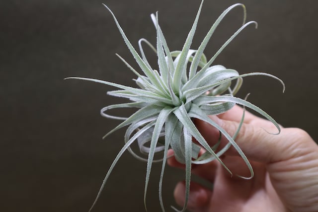 チャペウエンシス 01号 | air-plants TENGU-DO
