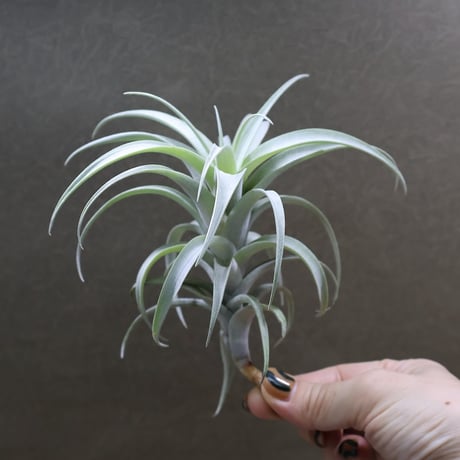 【健太郎】ティランジア2点セット 健太郎様専用】ティランジア2点セット - メルカリ