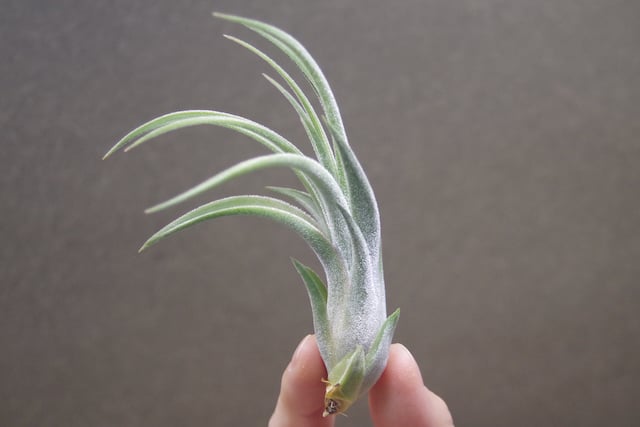 チランジア キューティーパイ Tillandsia Cutie Pie キューティーパイ （エーレルシアナxプエブレンシス）Sサイズ01号