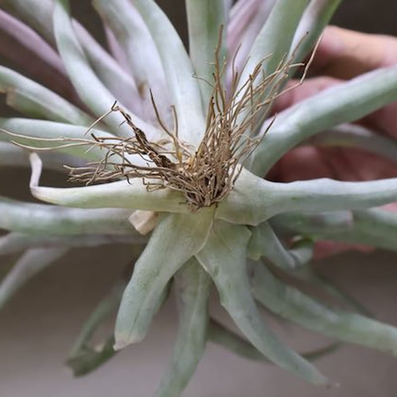 カピタータ レッド Lサイズ 02号 | air-plants TENGU-DO