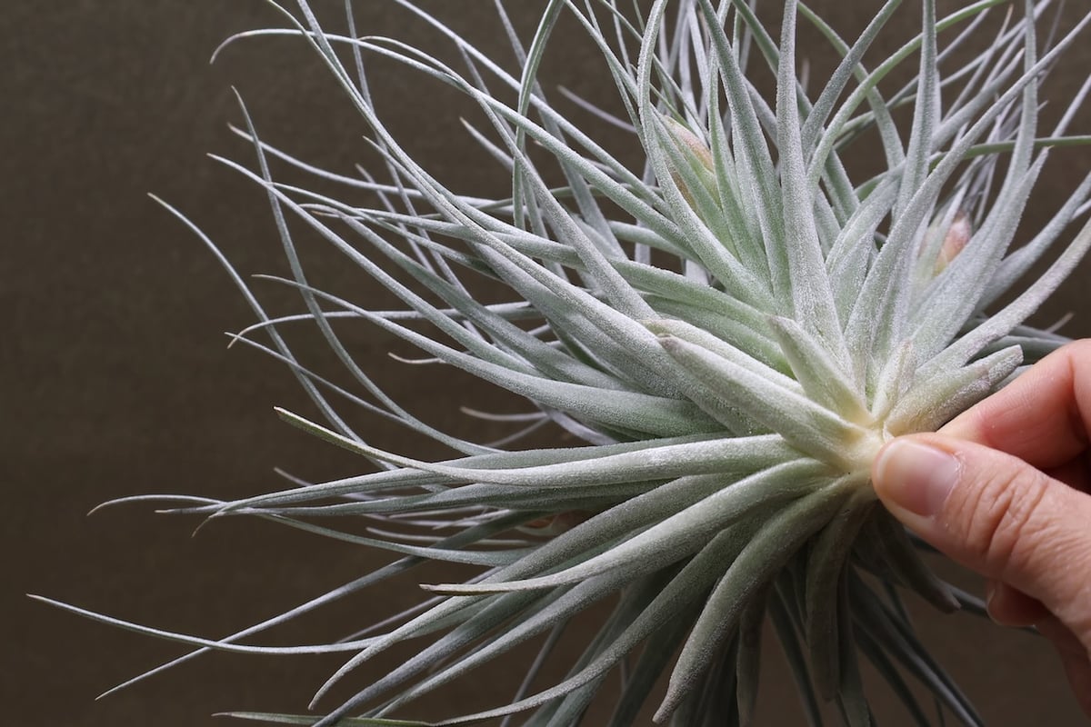 コットンキャンディ クランプ 花芽付き株 30号 | air-plants TENGU-DO