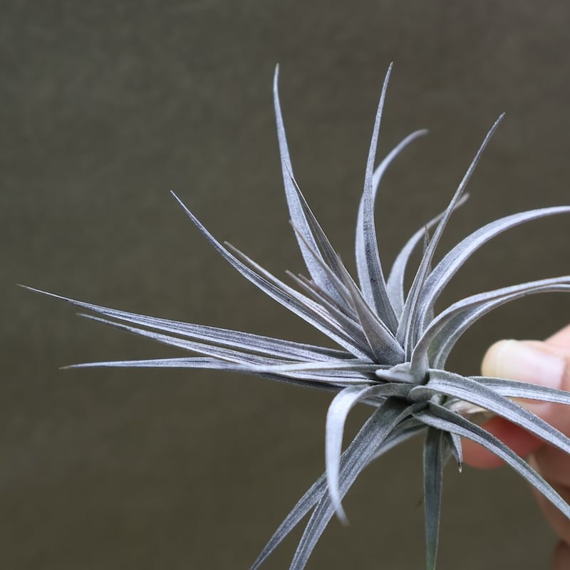 アエラントス ミニパープル 11号 | air-plants TENGU-DO
