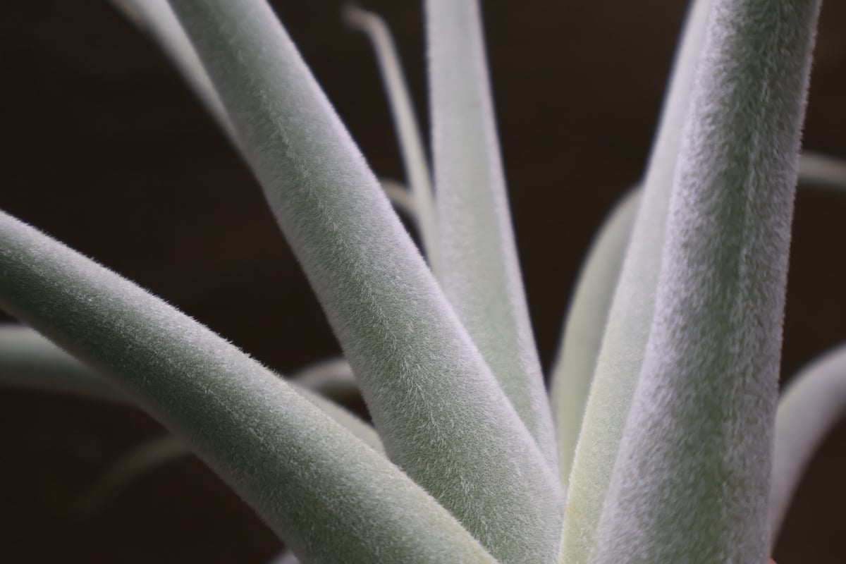 ストラミネア 16号 | air-plants TENGU-DO