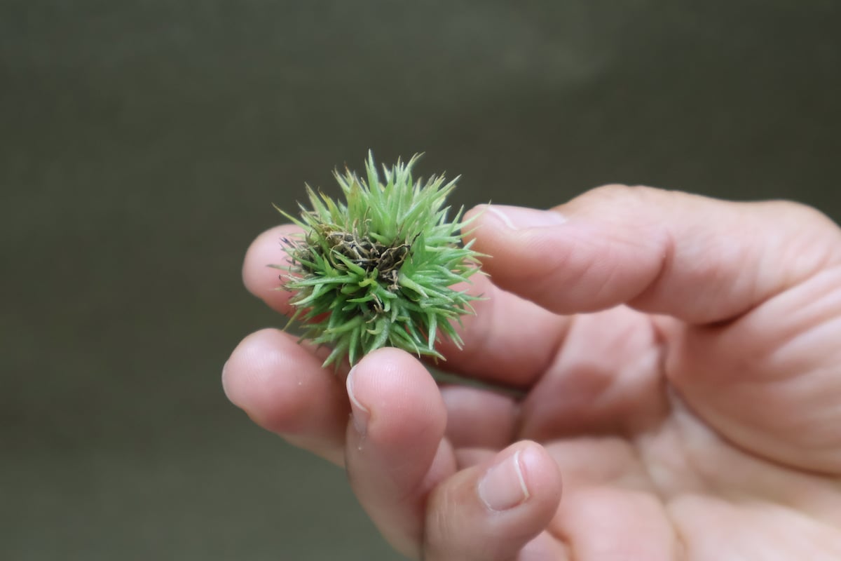 アエラントス テディベア 48号 | air-plants TENGU-DO アエラントス テディベア 48号 | air-plants TENGU-DO