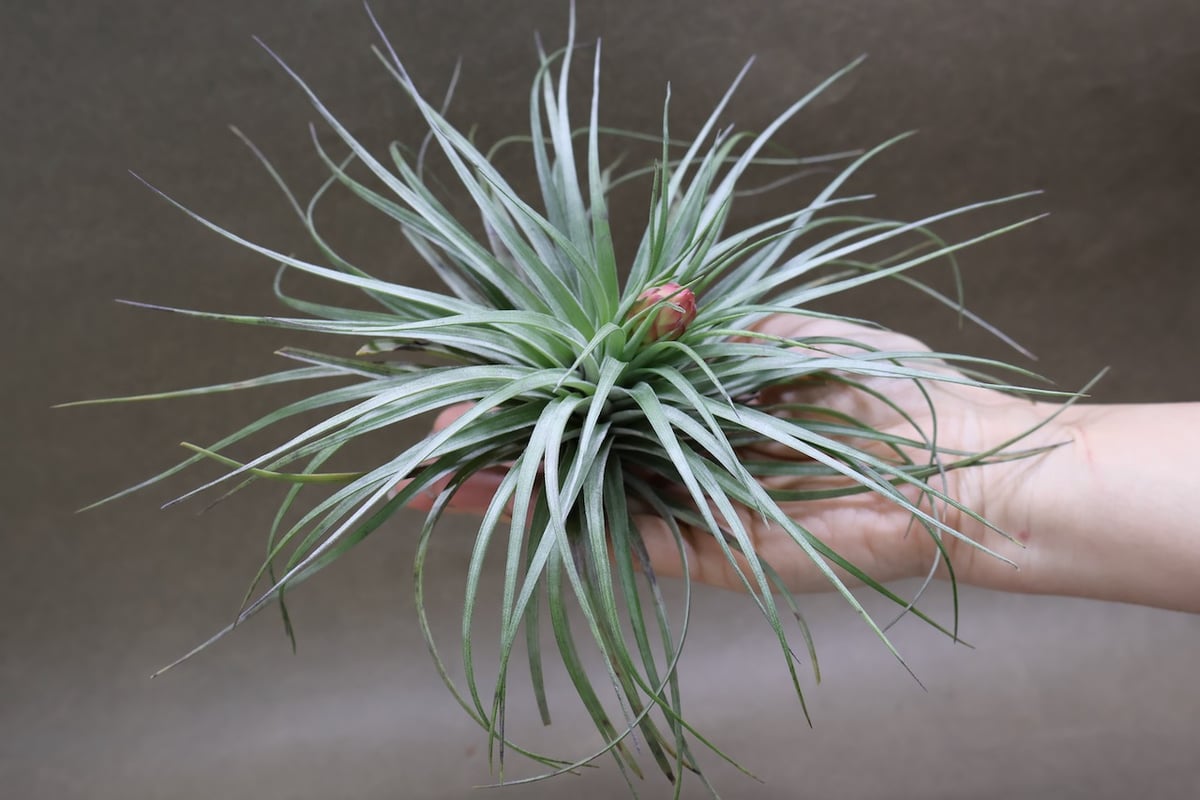 ストリクタ ハードリーフ 花芽付き株 04号 | air-plants TENGU-DO