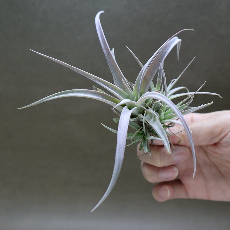 チアペンシス ギガンテスコ 23号 | air-plants TENGU-DO