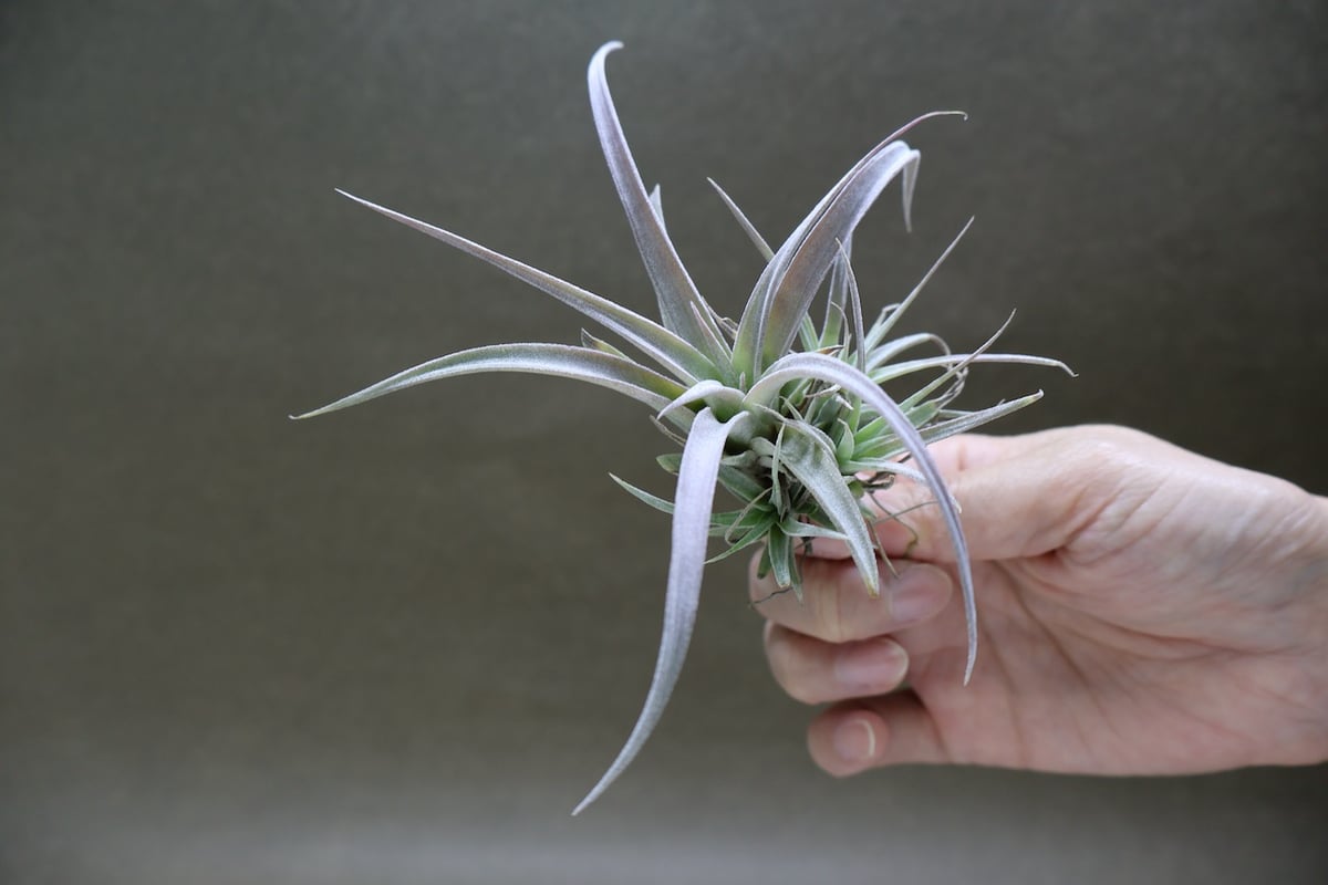 チアペンシス ギガンテスコ 23号 | air-plants TENGU-DO