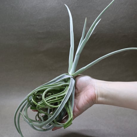 塚*龍様 ティランジア　エアプランツ　【100個〜まとめ売り】 air-plants TENGU-DO