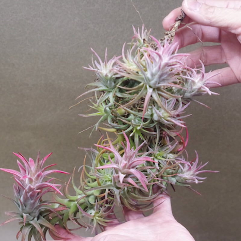 イオナンタ バンハイニンギー クランプ 09号 | air-plants TENGU-DO