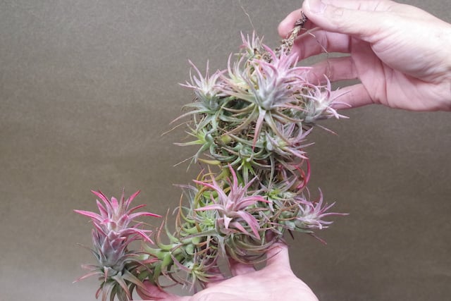 イオナンタ バンハイニンギー クランプ 09号 | air-plants TENGU-DO