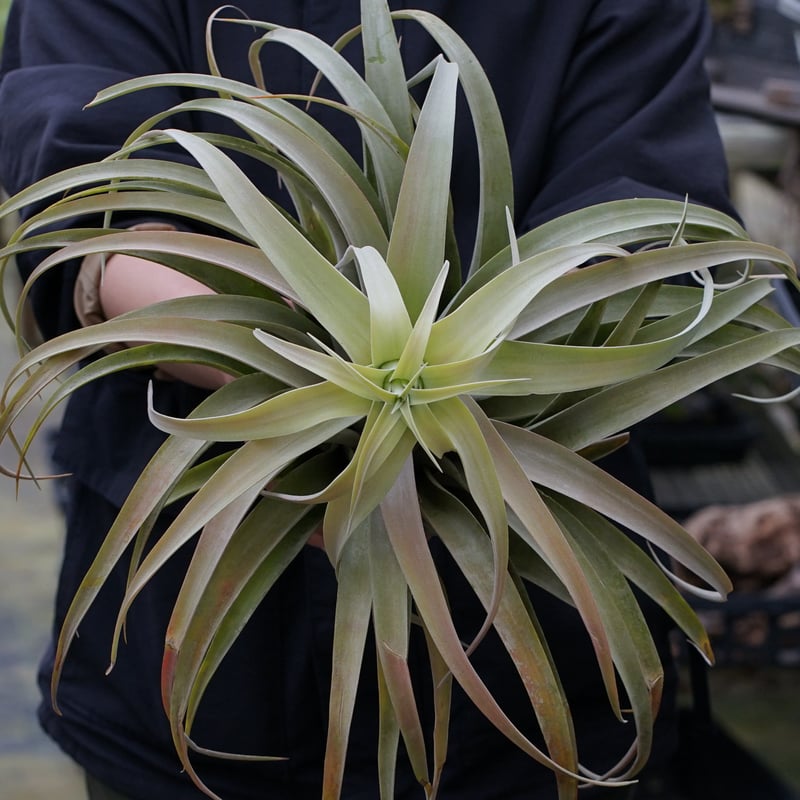 スタッフ特選】カピタータ シルバーローズ 2XLサイズ C号 | air-plants