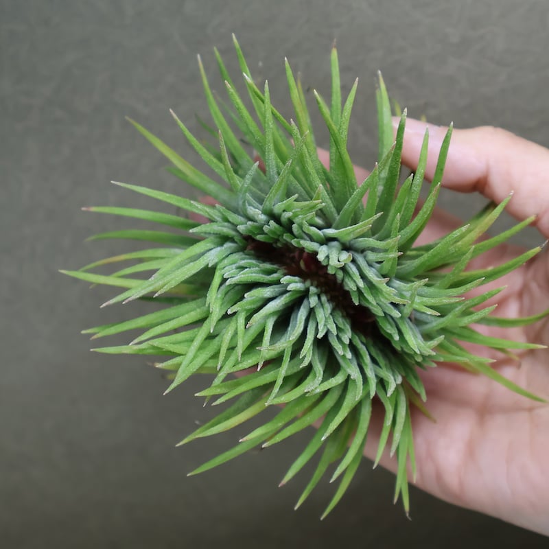 イオナンタ モンストローサ 07号 | air-plants TENGU-DO