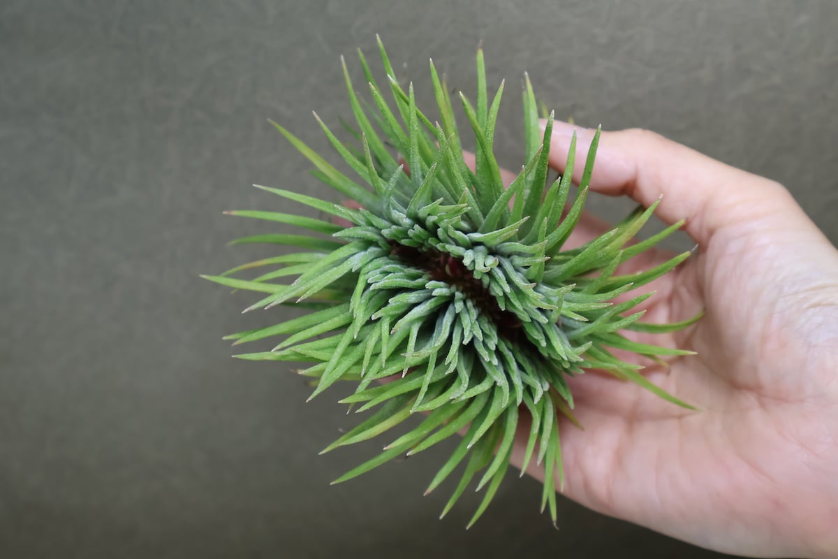 イオナンタ モンストローサ 07号 | air-plants TENGU-DO イオナンタ モンストローサ 07号 | air-plants TENGU-DO
