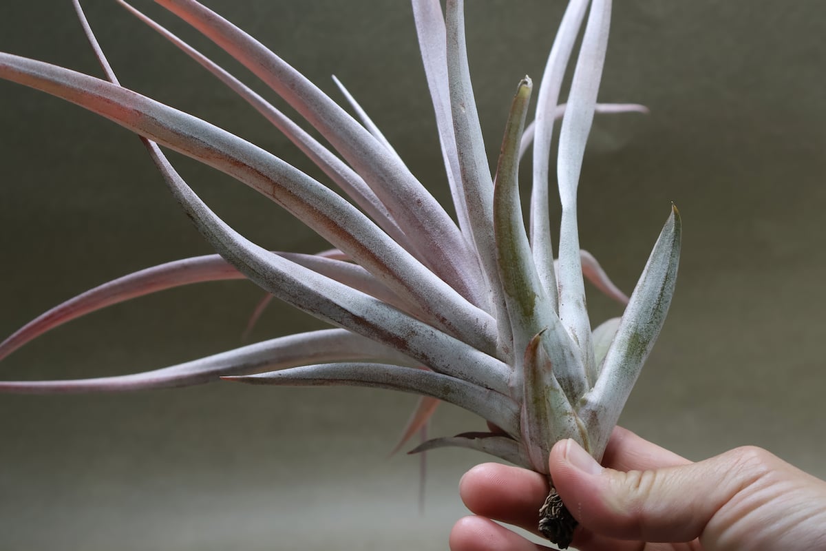 カピタータ ファイヤーオレンジ 12号 | air-plants TENGU-DO