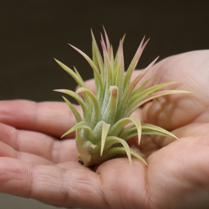 イオナンタ アルボマージナータ 特選49号 | air-plants TENGU-DO