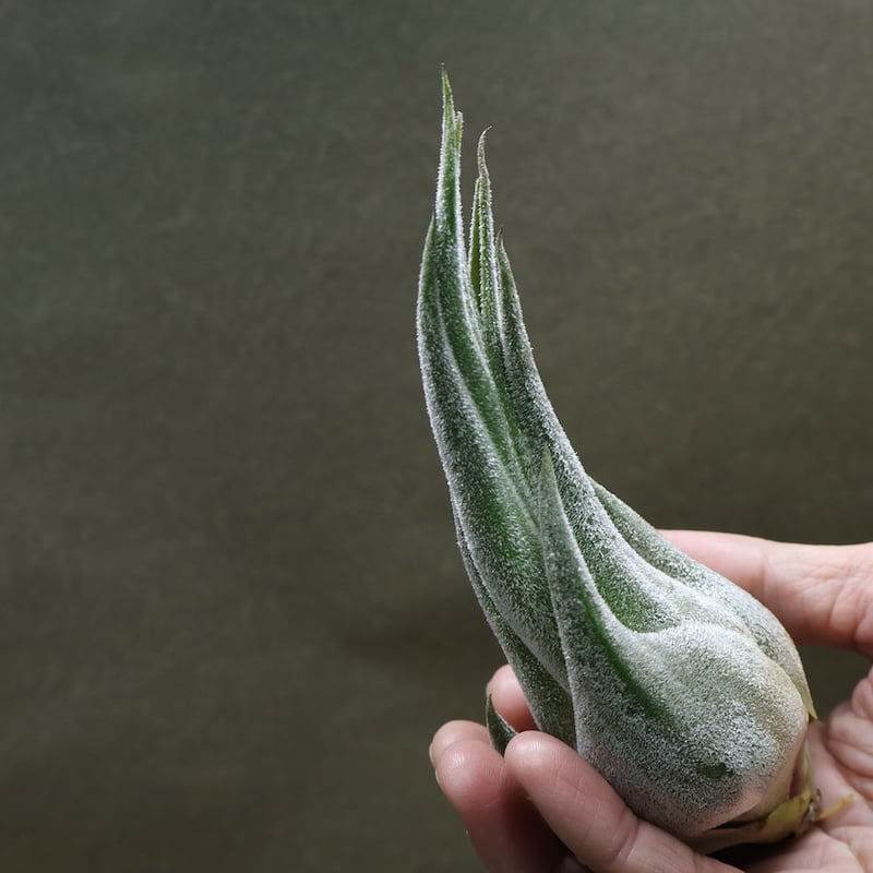 セレリアナ Ssize | air-plants TENGU-DO