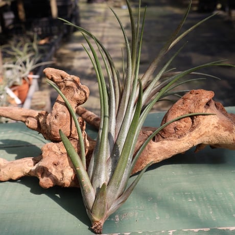 CATEGORY 品種名：I/J/K/L | air-plants TENGU-DO