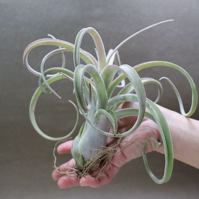 ベアコレアーレ × カプトメドーサエ ソノランスノー 04号 | air-plants