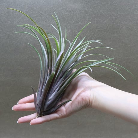 チランジア パチャラ プレデター チランジア パチャラ プレデター 希少！Tillandsia 'Pachara