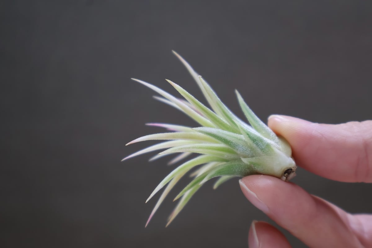 イオナンタ アルボマージナータ 46号 | air-plants TENGU-DO