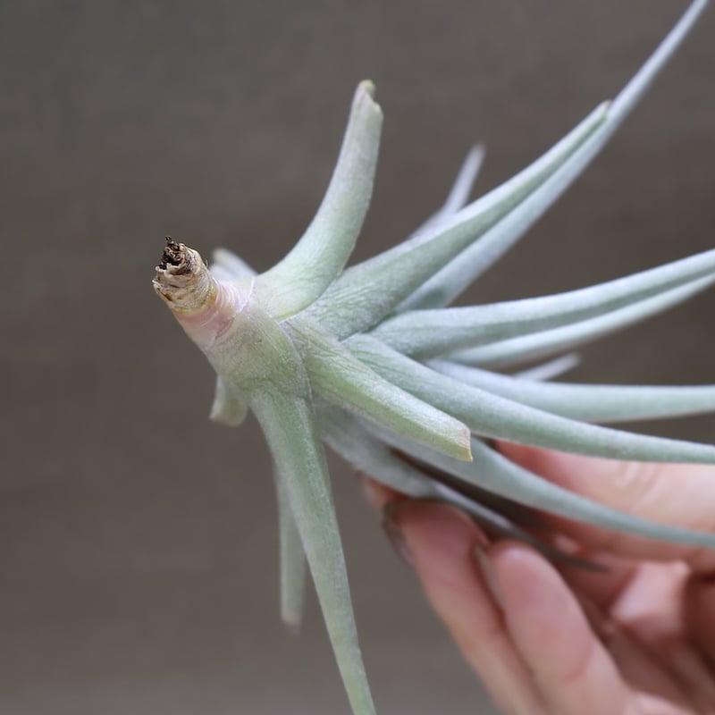 ベルメホエンシス 15号 | air-plants TENGU-DO