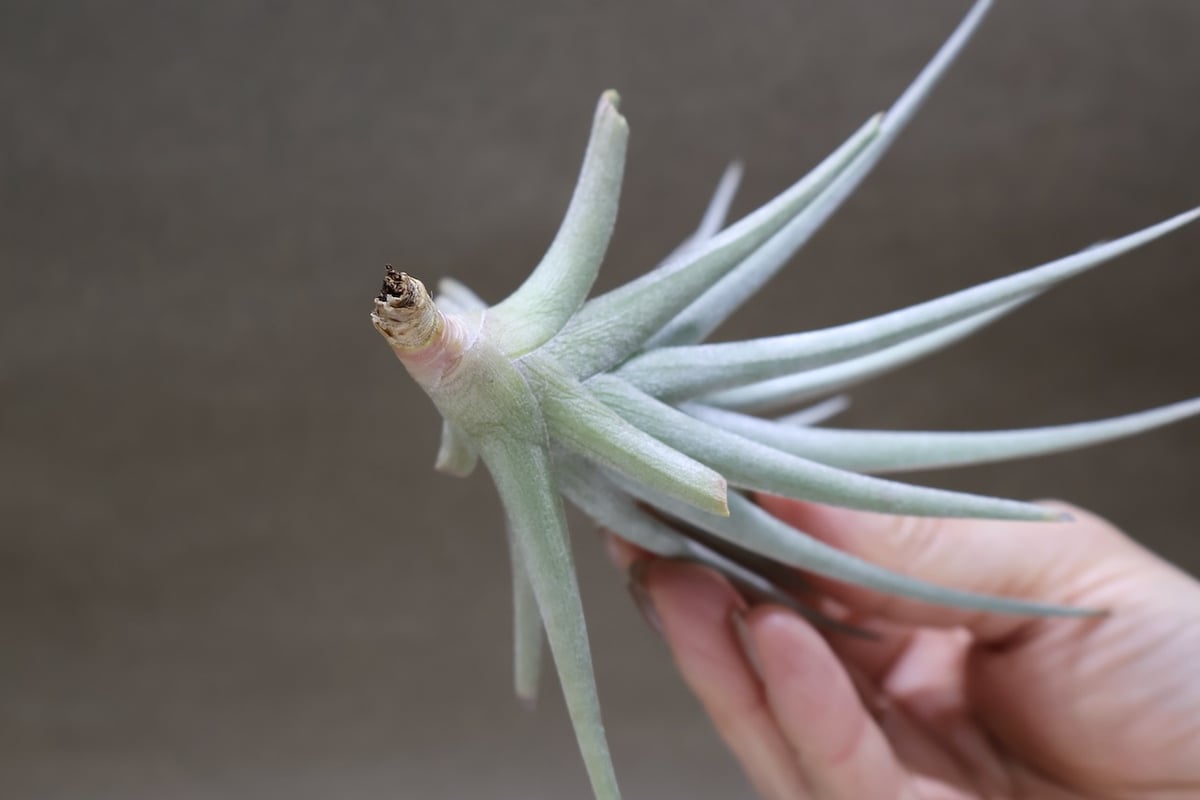 Tillandsia チランジア ベルメホエンシス ベルメホエンシス 15号 | air-plants TENGU-DO
