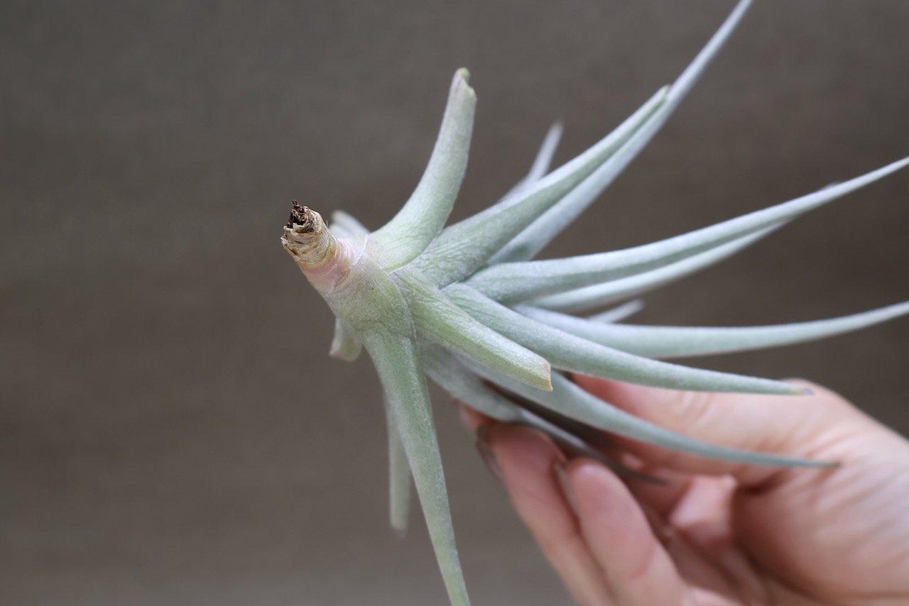 ベルメホエンシス 15号 | air-plants TENGU-DO