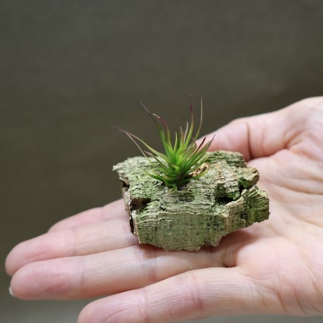 air-plants TENGU-DO