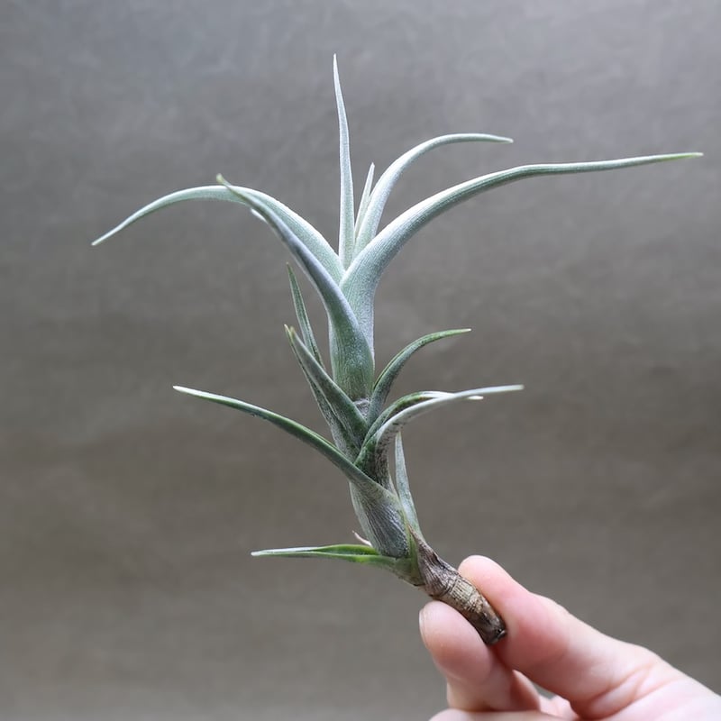 【みぃこどん】Tillandsia 4点セット チランジア ／ 入門5点セット Hタイプ (Tillandsia H-type