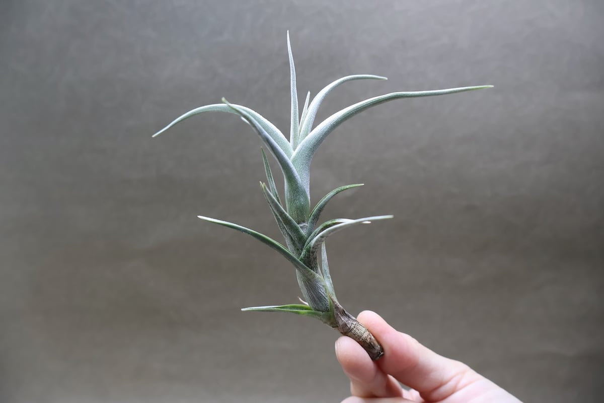 ミスティック トランペット（ アルベルティアナ × クシフィオイデス