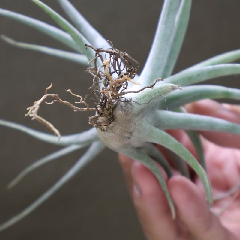 チアペンシス × エーレルシアナ 01号 | air-plants TENGU-DO
