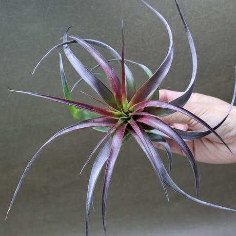 CATEGORY 品種名：A/B/C/D | air-plants TENGU-DO