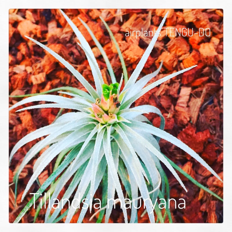 モーリアナ 20号 | air-plants TENGU-DO