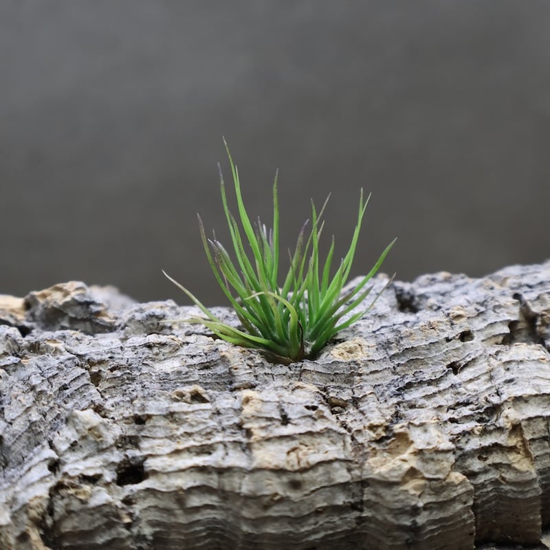 イッツィービッツィー 27号 | air-plants TENGU-DO