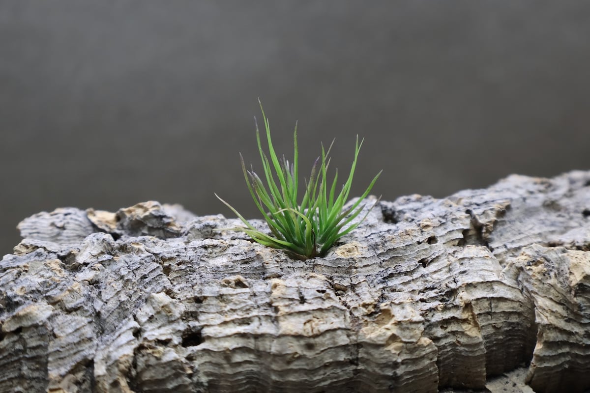 イッツィービッツィー 27号 | air-plants TENGU-DO イッツィービッツィー 27号 | air-plants TENGU-DO