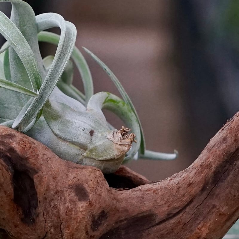 Tillandsia Curly Fatso #3 【ラスト株】 Tillandsia Curly Fatso #3 【ラスト株】