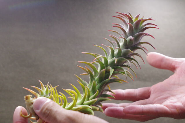 イオナンタ　バンハイニンギー　と　アルビノ ティランジア・イオナンタ ・バンハイニンギー【栽培品種まとめ】