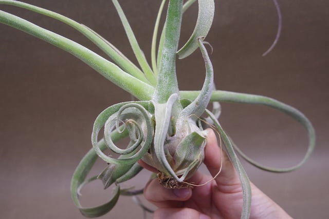 パチャラスノーフレーク　ティランジア　希少　Tillandsia パチャラスノーフレーク 01号 | air-plants TENGU-DO