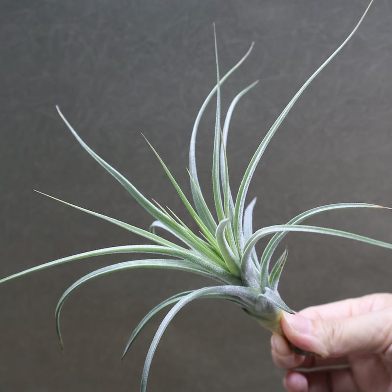 シーディアナ × イオナンタストリクタ 08号 | air-plants TENGU-DO