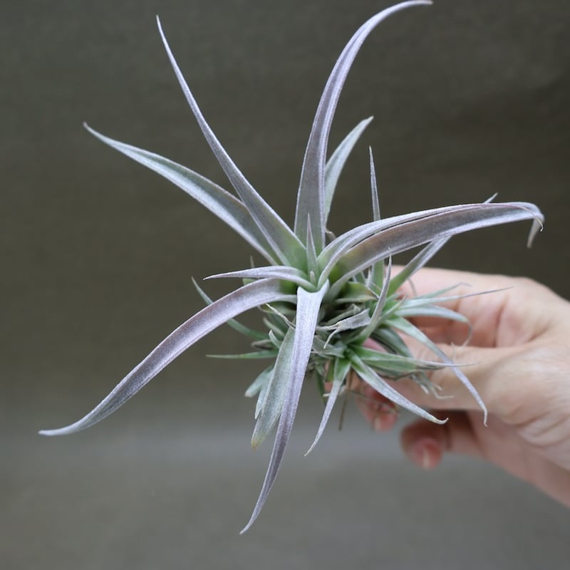 チアペンシス ギガンテスコ 23号 | air-plants TENGU-DO