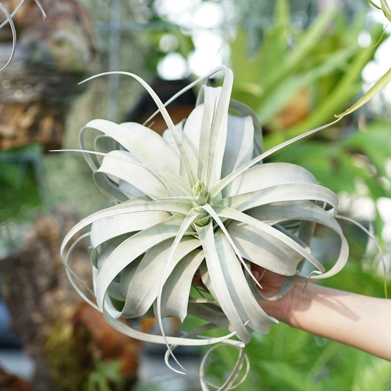 スタッフ特選】キセログラフィカ 花芽付き A号 | air-plants TENGU-DO