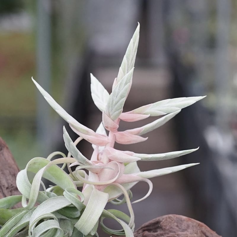 スタッフ特選】ストレプトフィラ Lサイズ 花芽付きB号 | air-plants